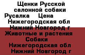 Щенки Русской салонной собаки (Русалка) › Цена ­ 15 000 - Нижегородская обл., Нижний Новгород г. Животные и растения » Собаки   . Нижегородская обл.,Нижний Новгород г.